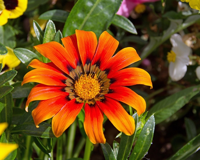 Гацания нью дей