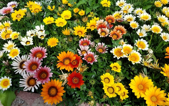 Гацания гибридная