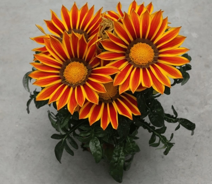 Гацания нью дэй