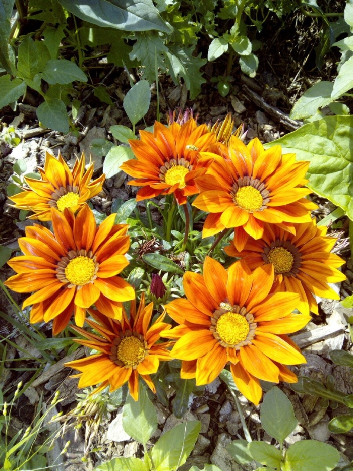 Гацания кисс оранж