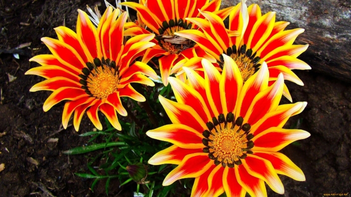 Гацания гибридная