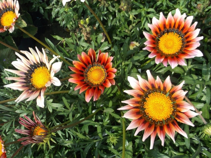 Гацания кисс оранж