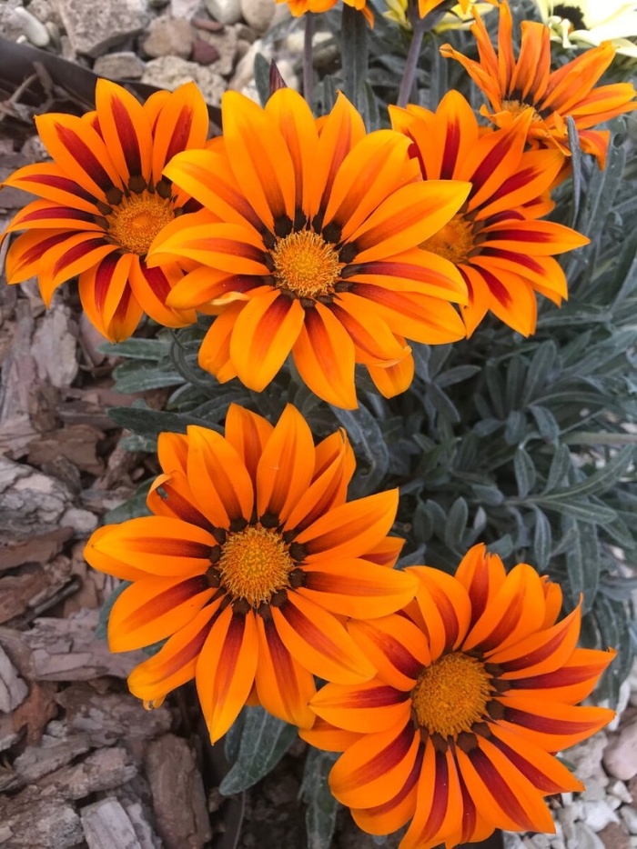 Гацания цветок многолетний