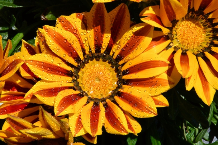 Газания оранж