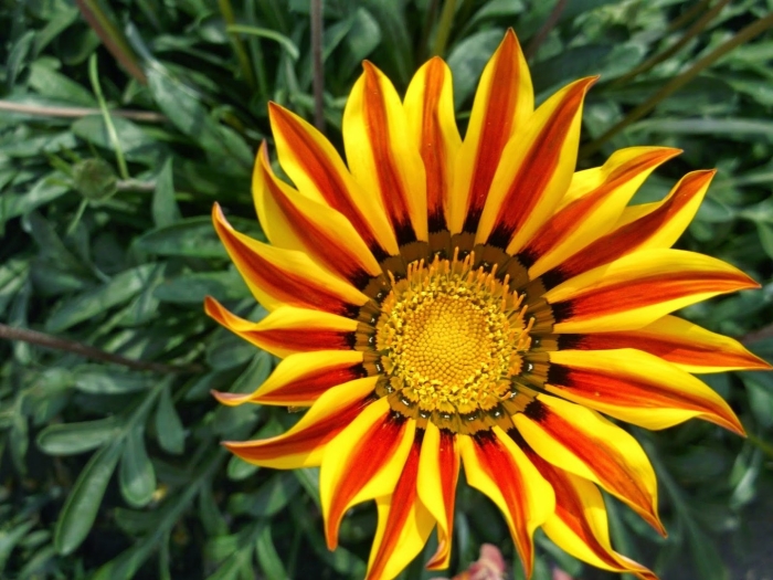 Гацания африканская ромашка