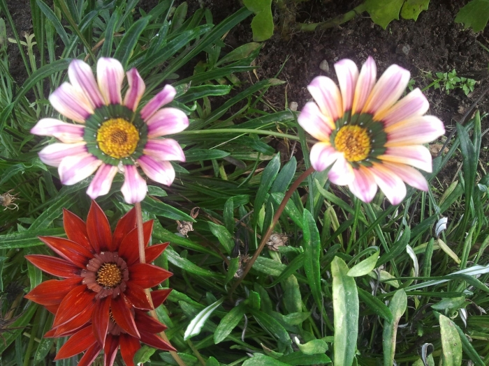 Гацания гибридная триада