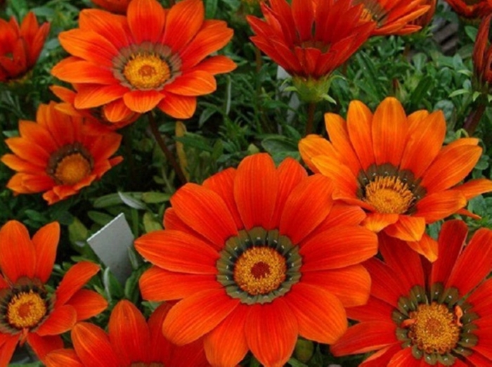 Гацания нью дэй f1