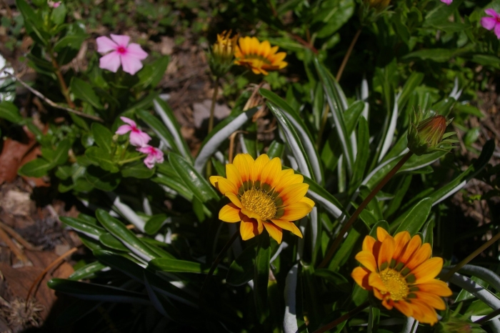 Газания флора южной африки