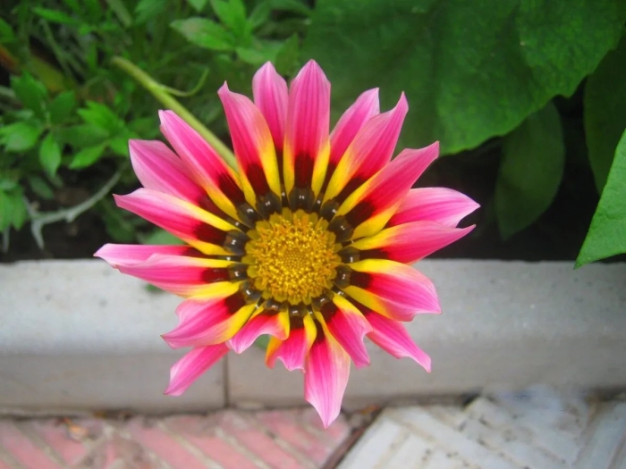 Газания (гацания) садовая звезда