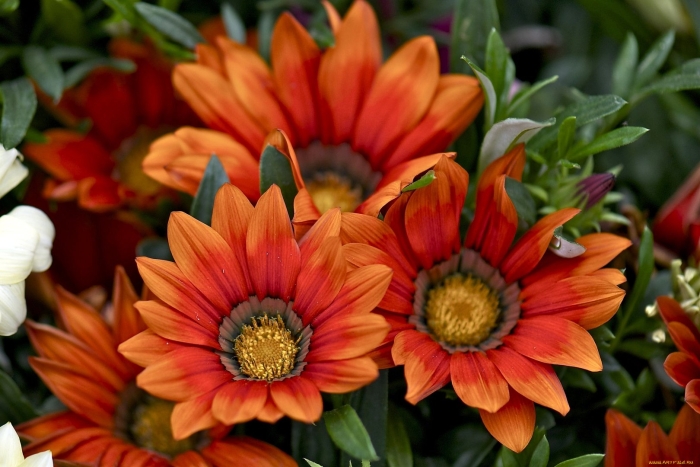 Гацания нью дей бронз шейдес