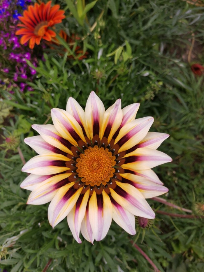 Африканская ромашка цветок