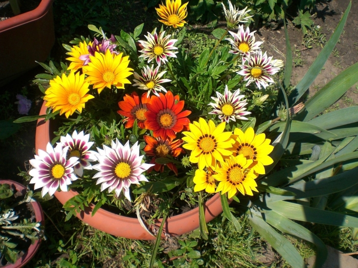 Гацания муза