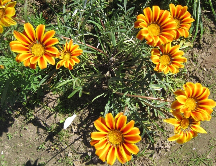 Гацания цветок многолетний