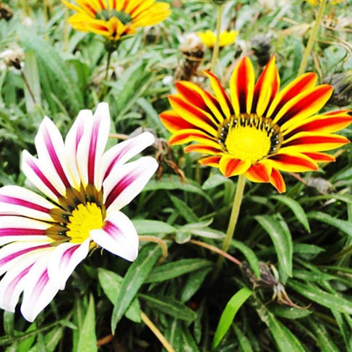 Гацания триада