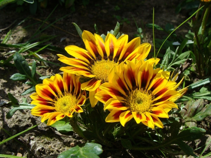 Цветок гацания