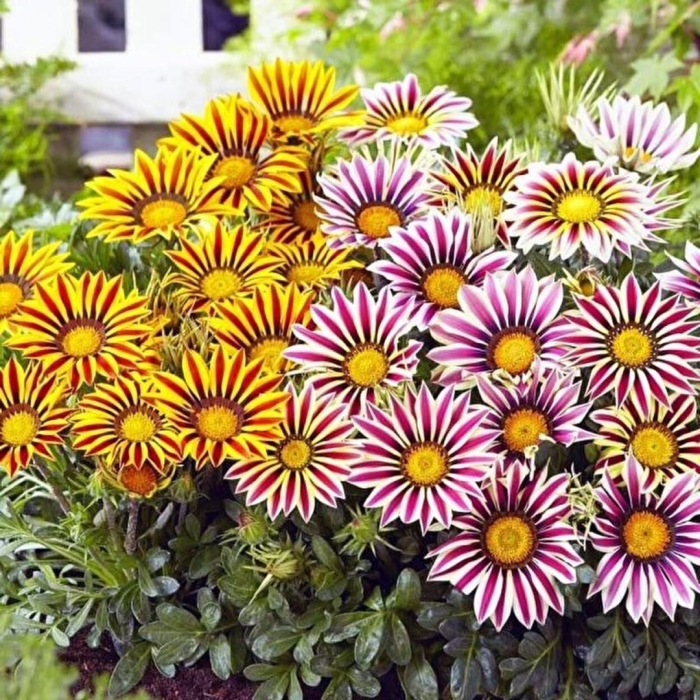 Гацания африканская ромашка