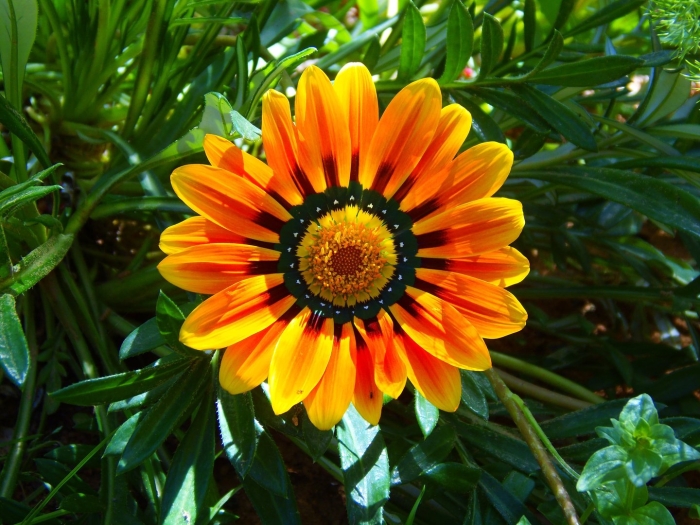 Гацания многолетняя