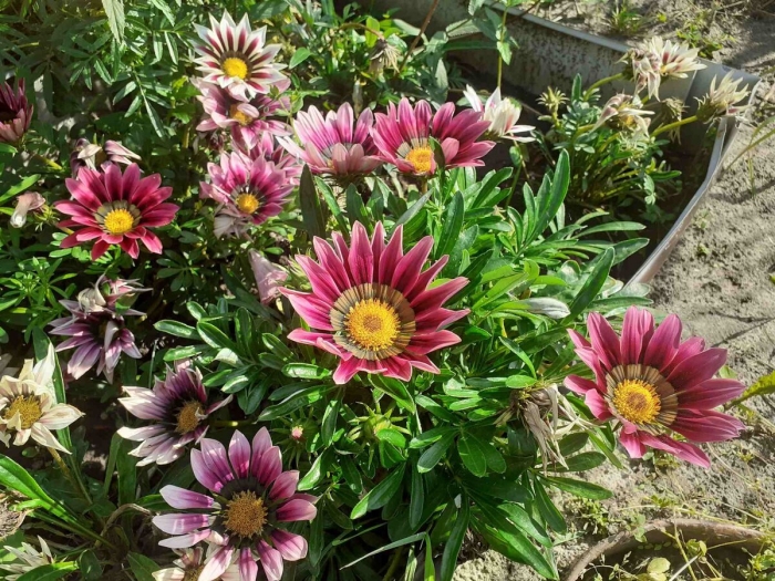 Клумба алисиум и гацания