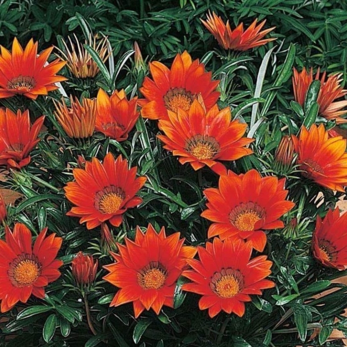 Цветы гацания кисс