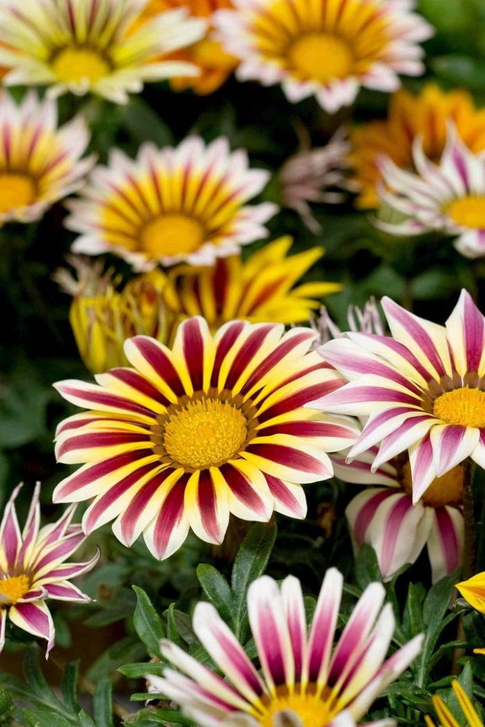 Гацания тайгер микс