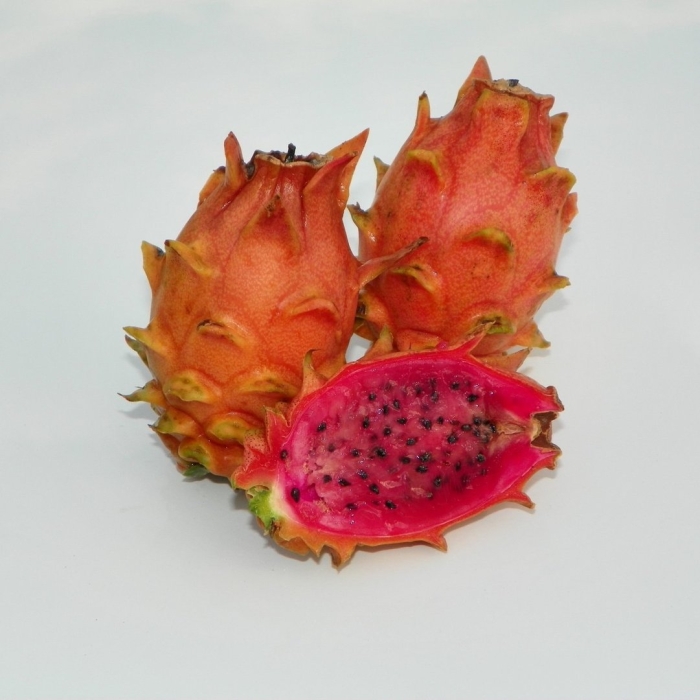 Hylocereus megalanthus