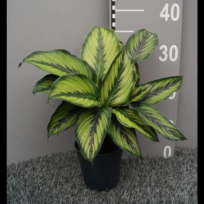 Калатея пинстрайп