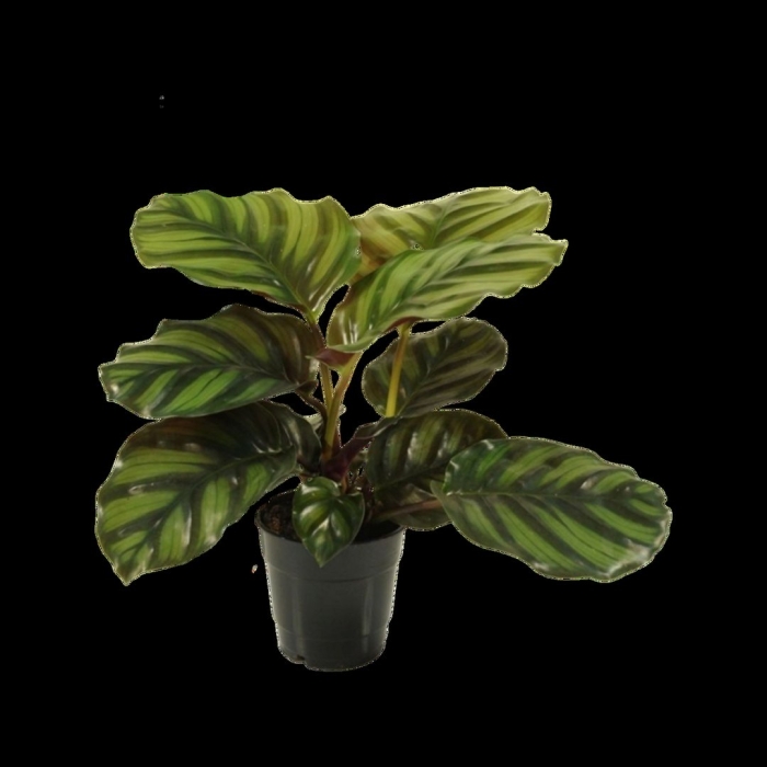 Калатея fasciata