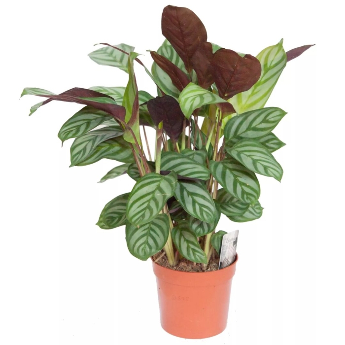 Калатея кримсон