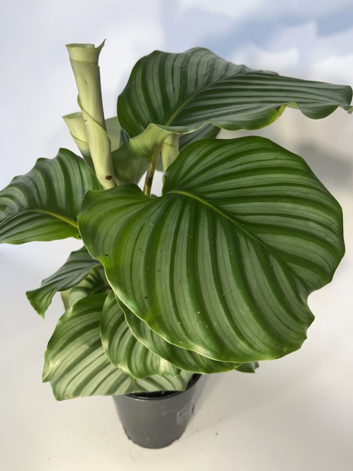 Калатея orbifolia