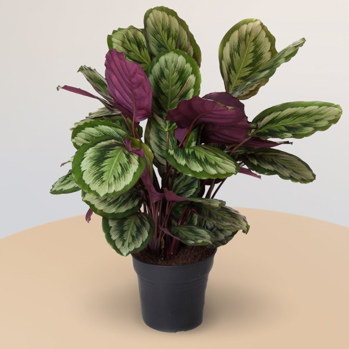 Калатея мисти