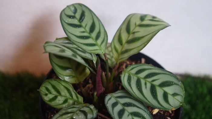 Калатея вариегата