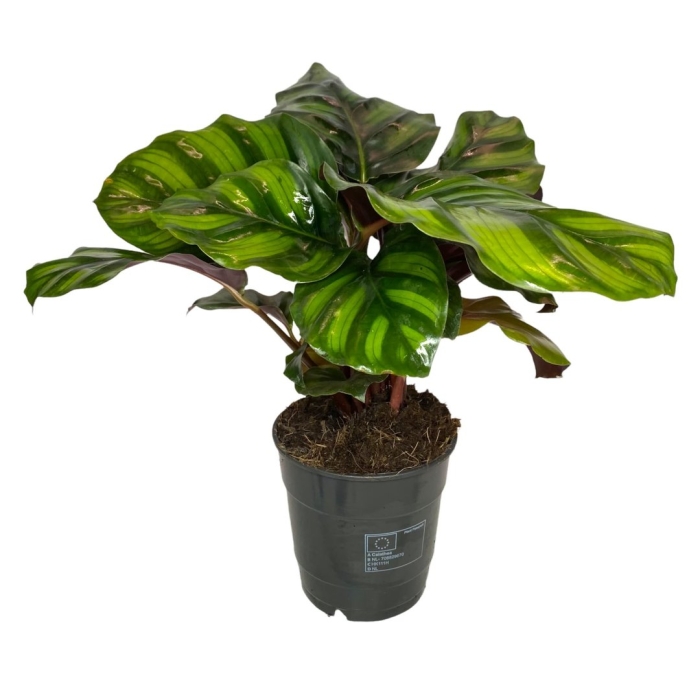 Калатея фасциата