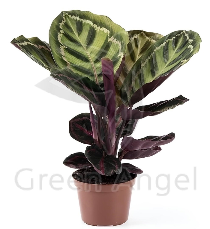 Калатея rosea