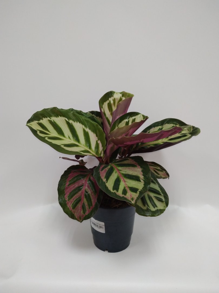 Калатея розеопикта анжела