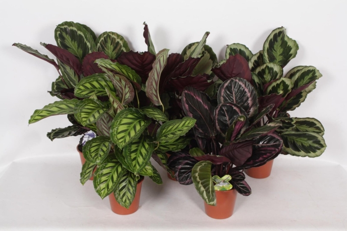 Калатея вейча