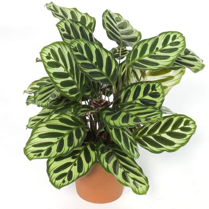 Калатея комнатное растение