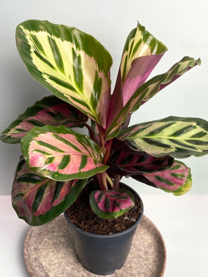 Калатея пиктурата