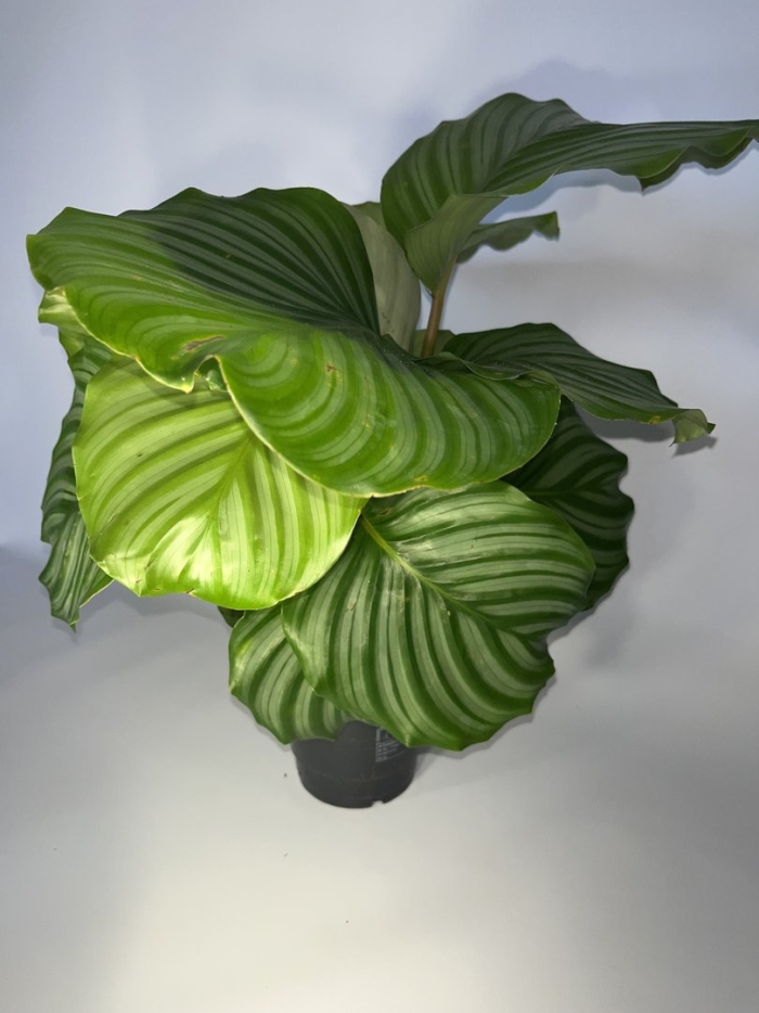 Калатея орбифолия