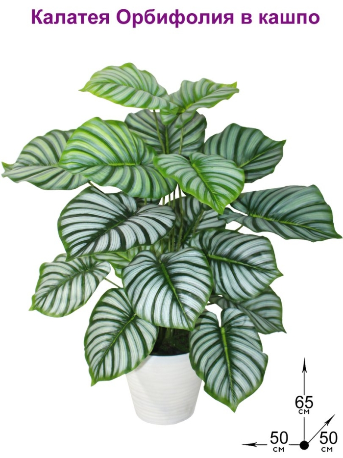 Calathea orbifolia