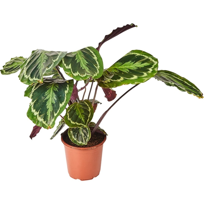 Калатея медальон d12 h35