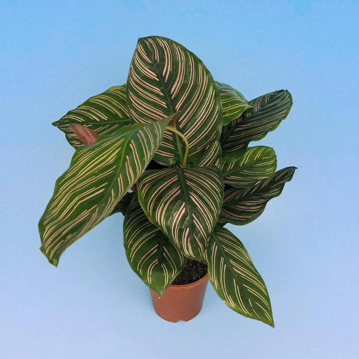 Калатея орната сандериана