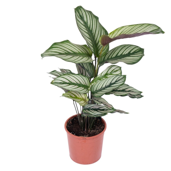 Калатея whitestar