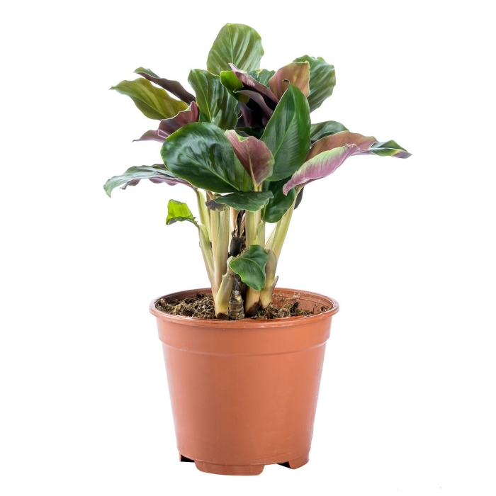 Калатея кроката