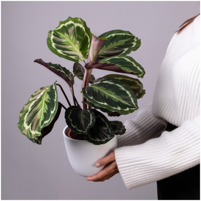 Калатея медальон