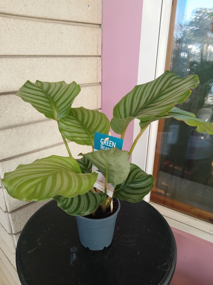 Калатея орбифолия