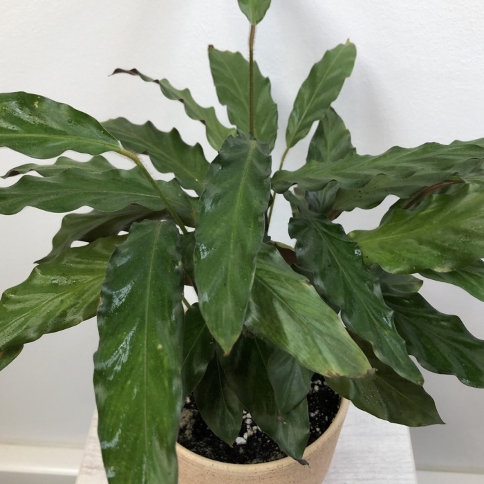 Калатея руфибарба