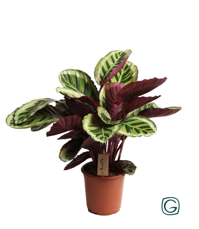 Калатея розеопикта анжела