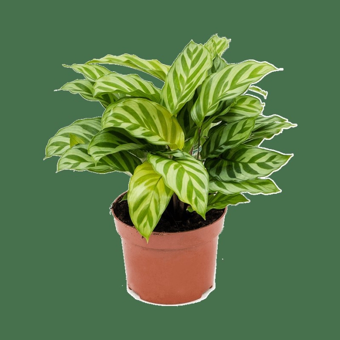 Калатея фредди calathea freddie