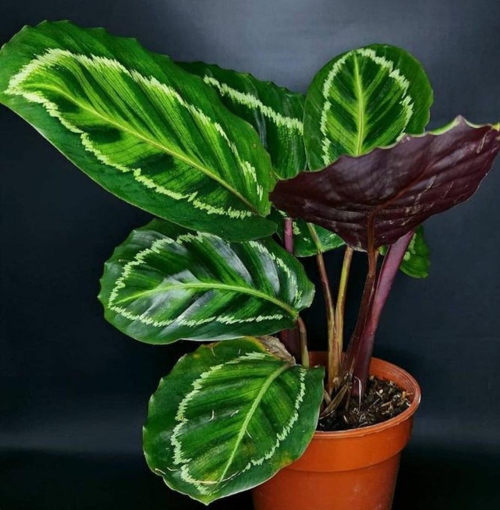Калатея flamestar