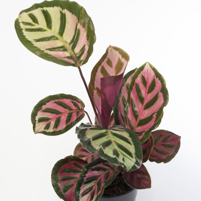 Калатея розеопикта